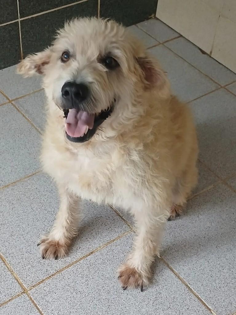 Spike, cachorro de porte médio para adoção em Japeri - RJ