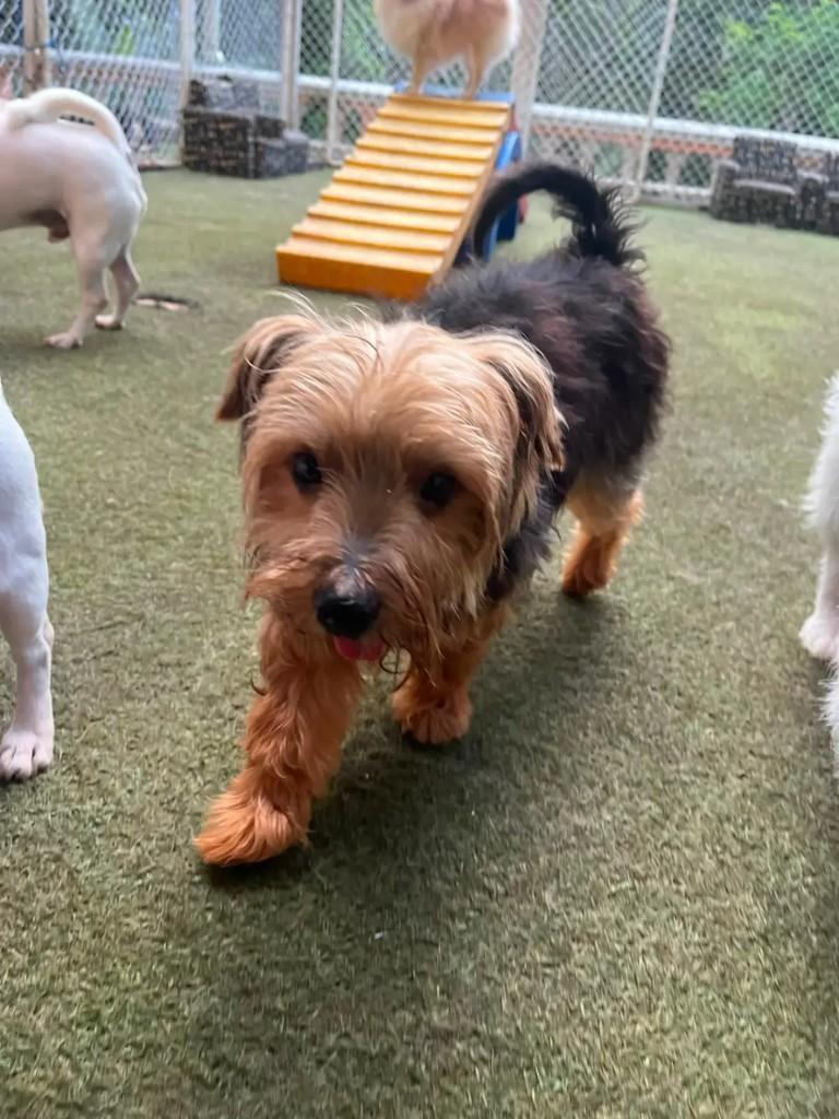 Keno, cachorro de porte médio para adoção em Japeri - RJ