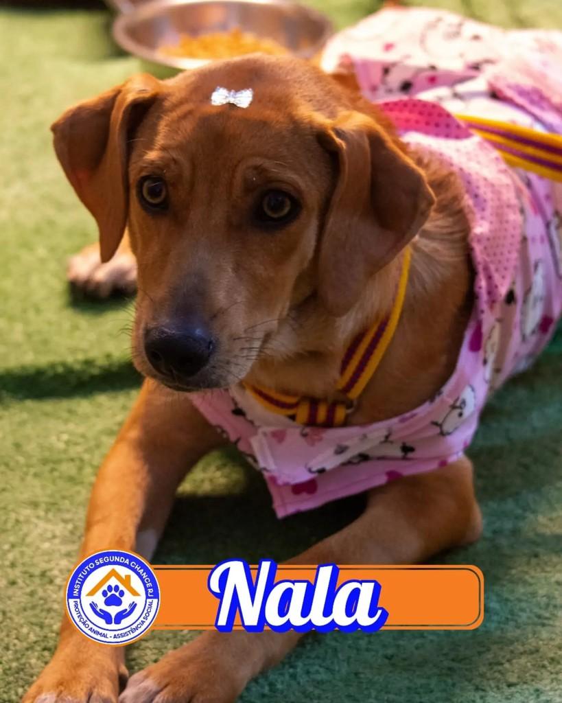 Nala, cadela de porte pequeno para adoção em Japeri - RJ