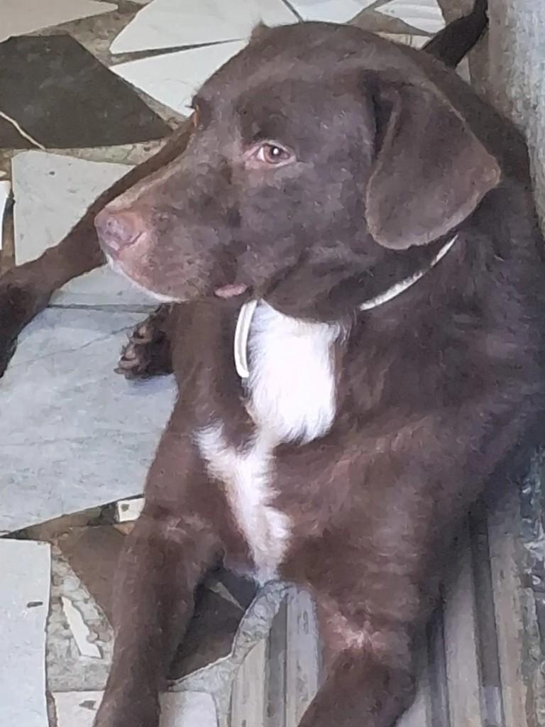 Tijolo, cachorro de porte médio para adoção em Japeri - RJ