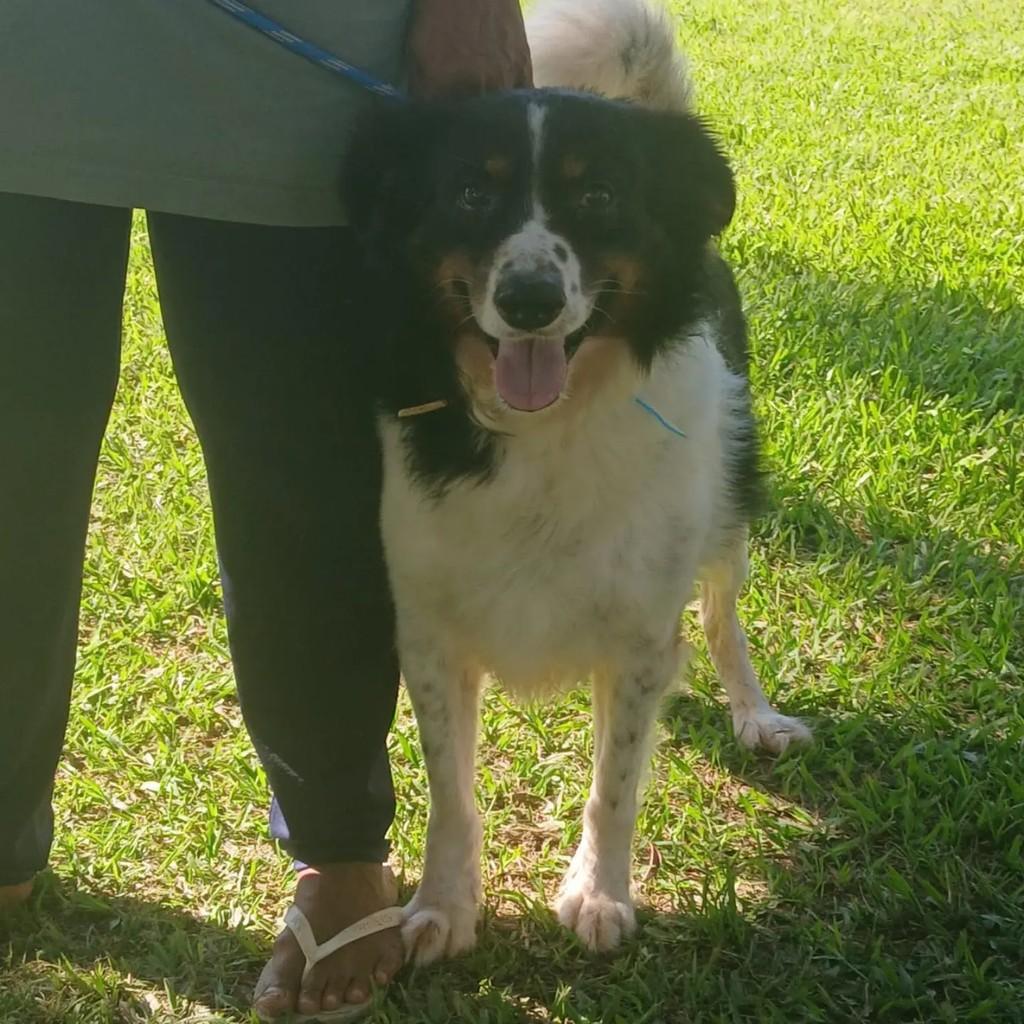 Leandro, cachorro de porte médio para adoção em Japeri - RJ