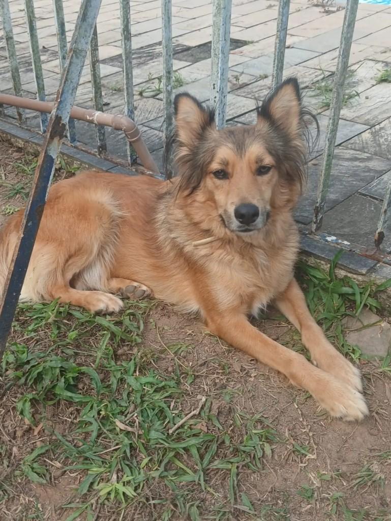 Caramelo, cachorro de porte médio para adoção em Japeri - RJ