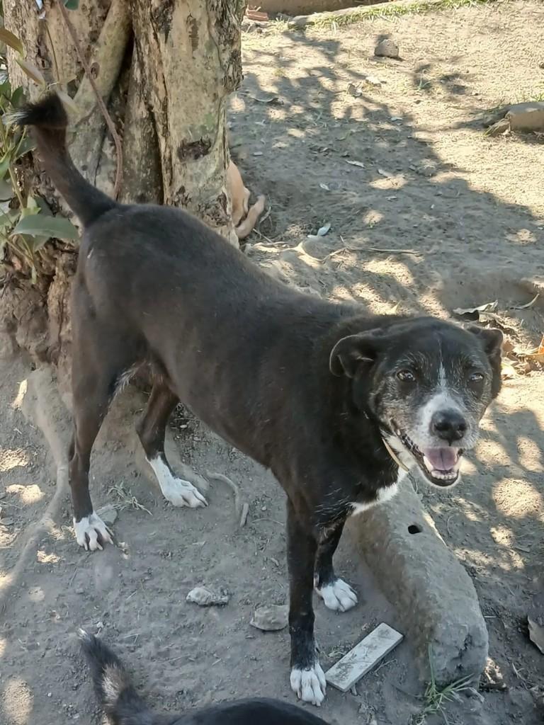 Ralph, cachorro de porte médio para adoção em Japeri - RJ