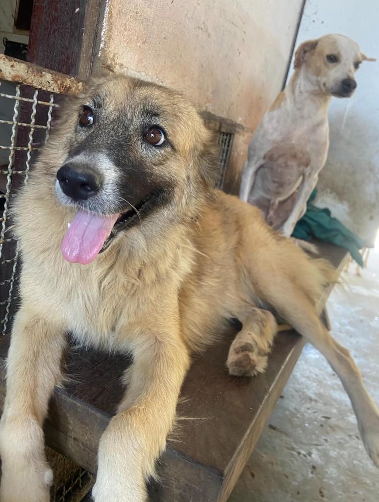 Kira, cachorro de porte médio para adoção em Natal - RN