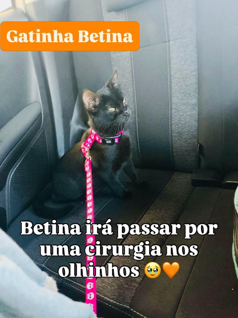 Betina, gata para adoção em Sorocaba - SP