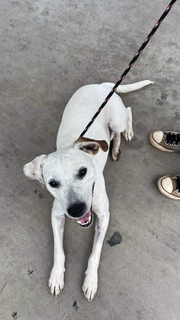 Bob, cachorro de porte médio para adoção em Boituva - SP