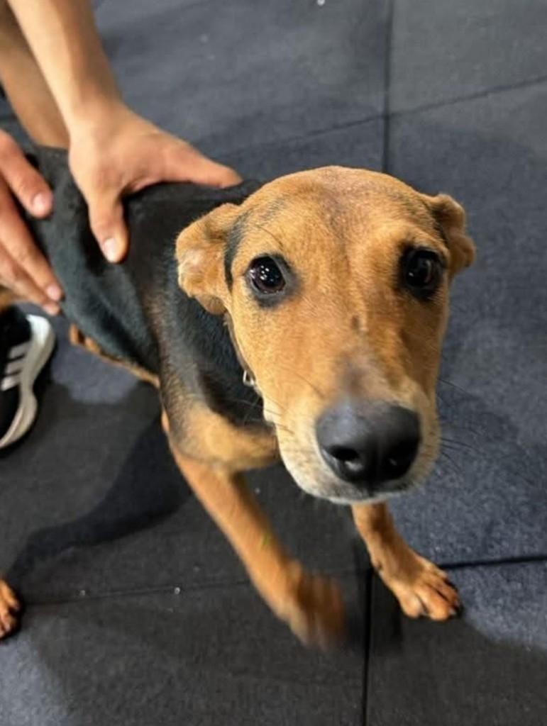 Mel, cadela de porte médio para adoção em Boituva - SP