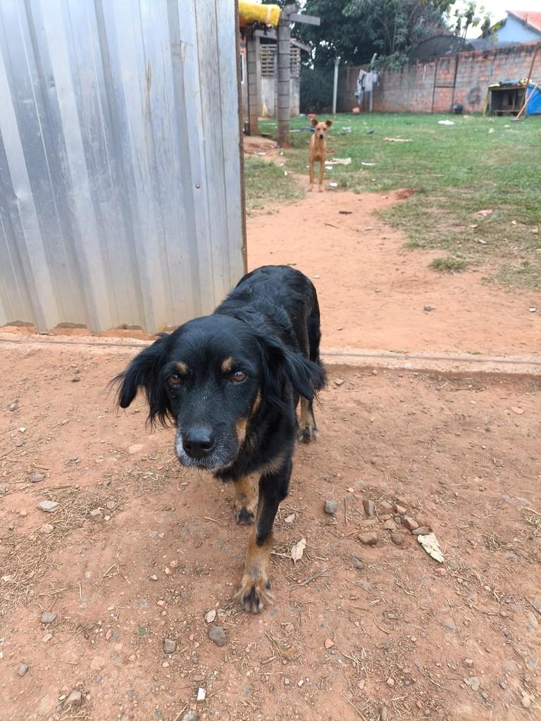 Serena, cadela de porte pequeno para adoção em Boituva - SP