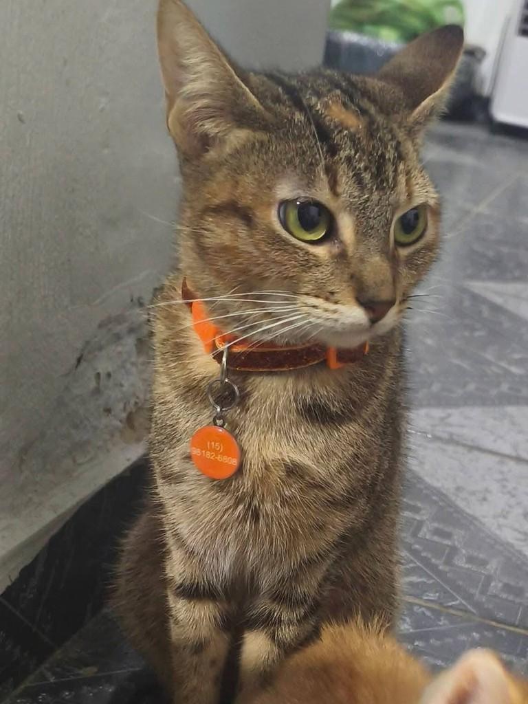 Catarina, gata para adoção em Boituva - SP