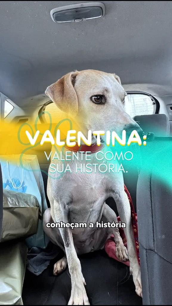 Valentina, cachorro de porte médio para adoção em Boituva - SP
