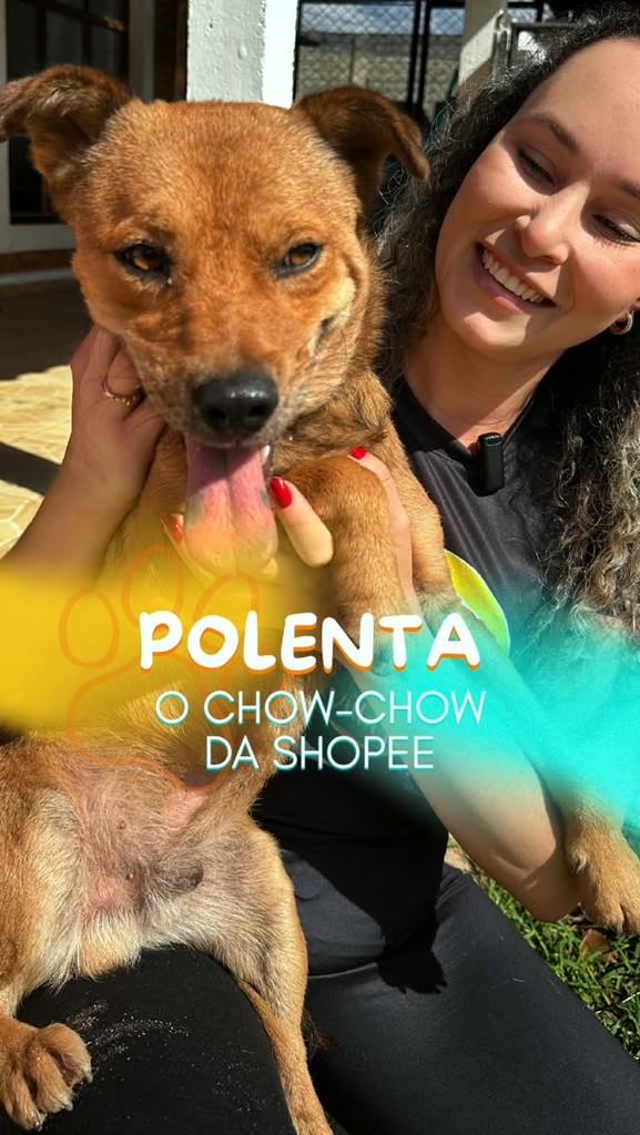 Polenta, cachorro de porte médio para adoção em Boituva - SP