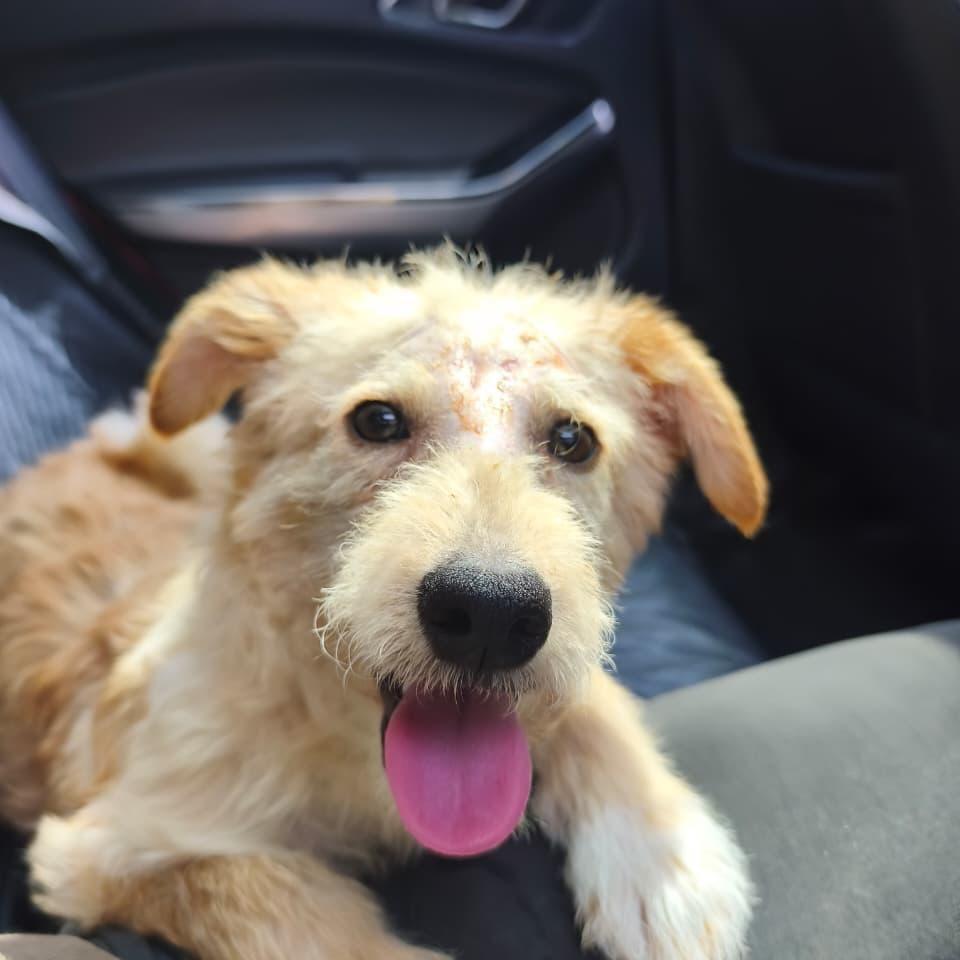 Gandalf, cachorro de porte pequeno para adoção em Boituva - SP