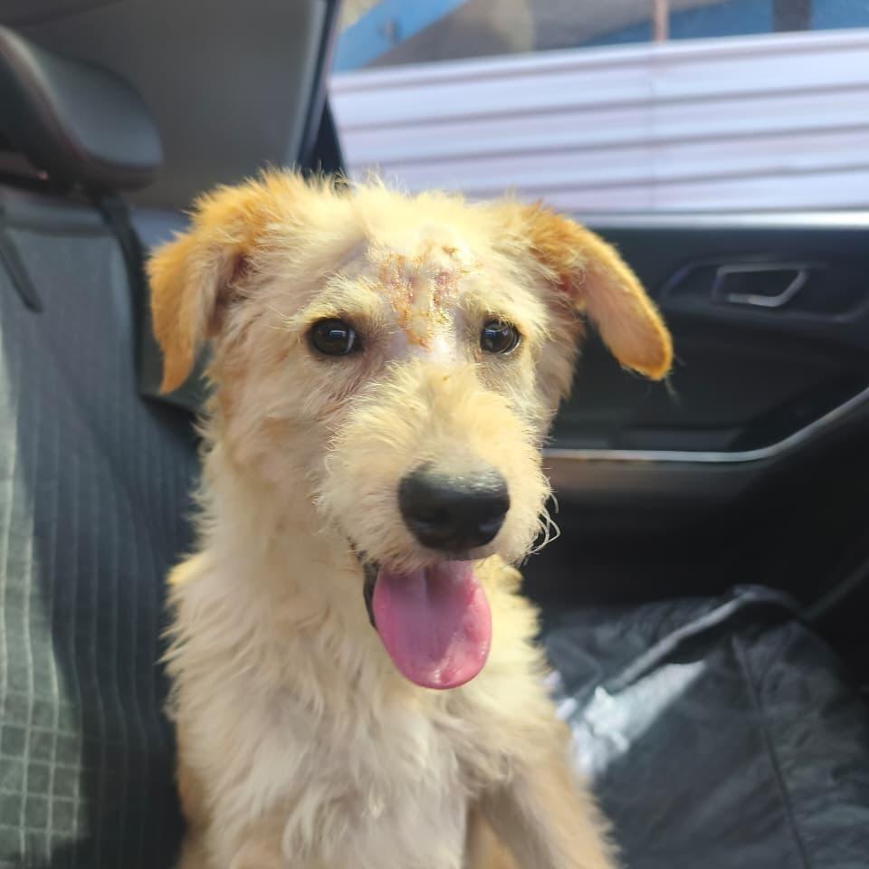 Gandalf, cachorro de porte pequeno para adoção em Boituva - SP — foto 2 de 4