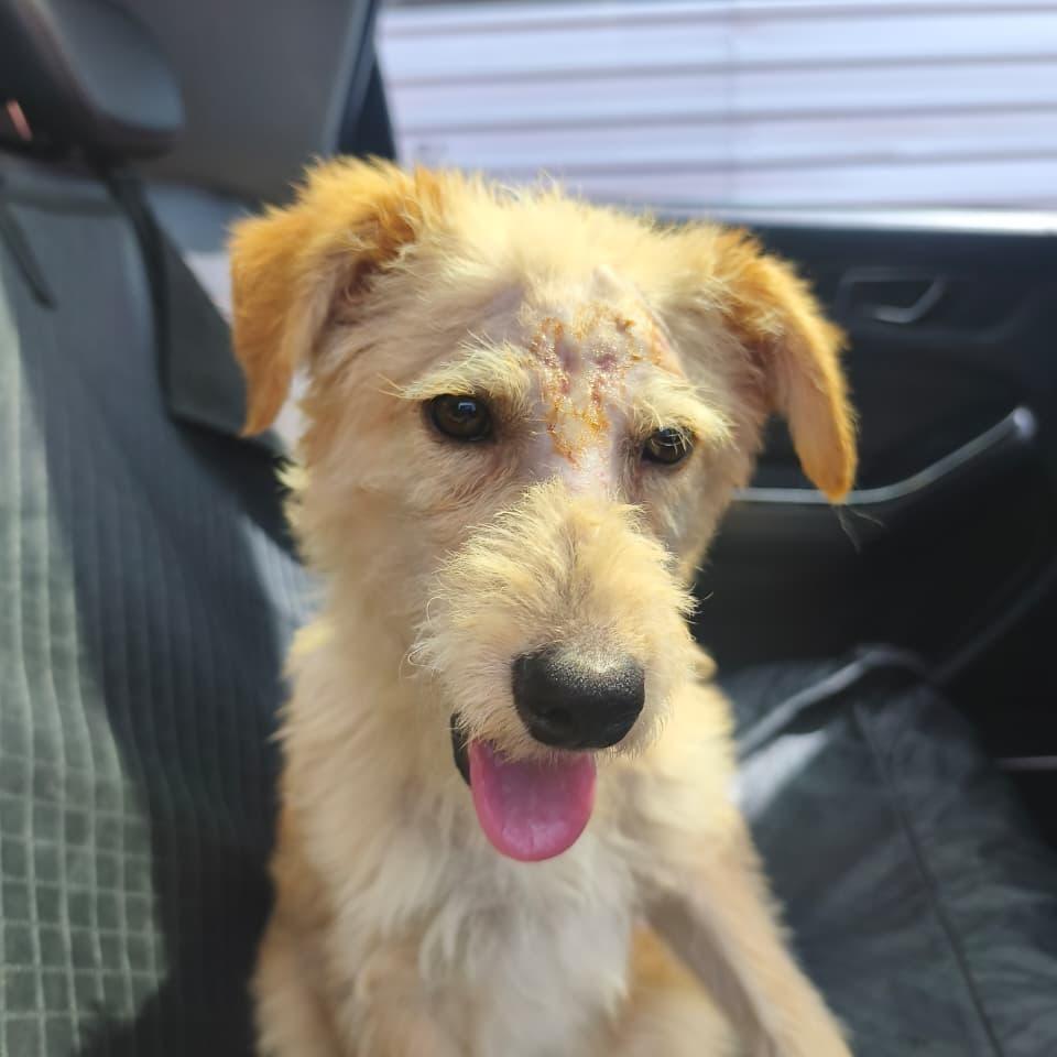 Gandalf, cachorro de porte pequeno para adoção em Boituva - SP — foto 3 de 4
