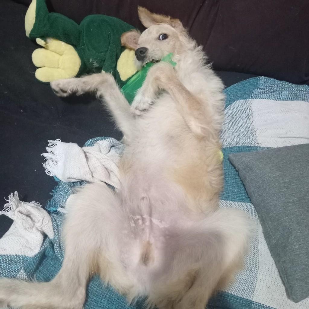 Gandalf, cachorro de porte pequeno para adoção em Boituva - SP — foto 4 de 4