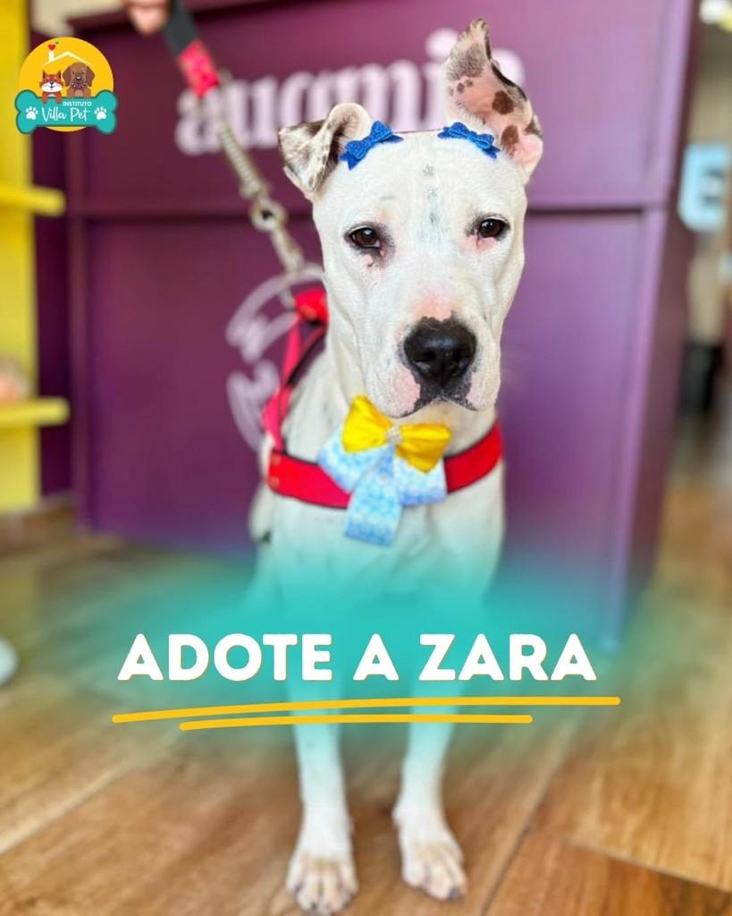 Zara, cadela de porte médio para adoção em Boituva - SP