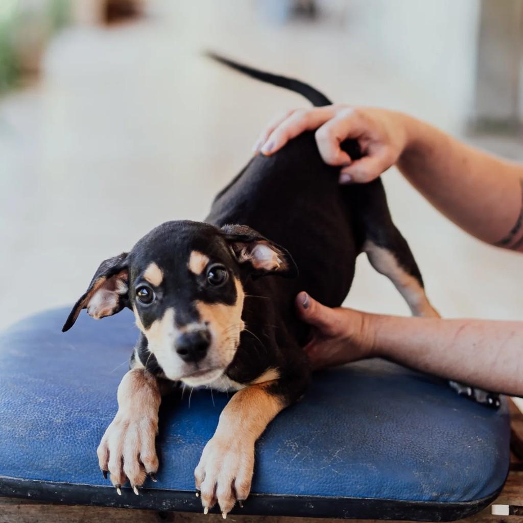 Suflair, cachorro de porte médio para adoção em Rio Bonito - RJ