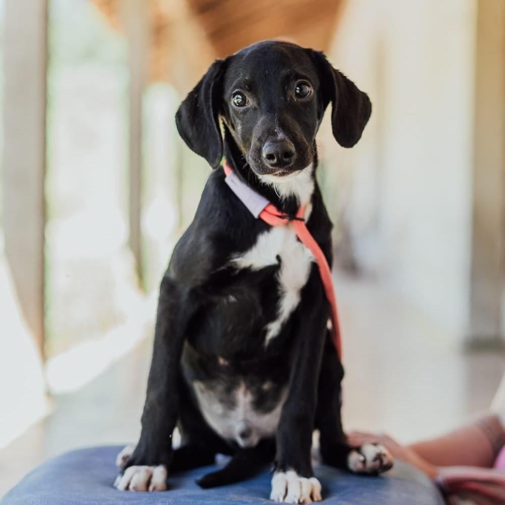 Rafael, cachorro de porte pequeno para adoção em Rio Bonito - RJ