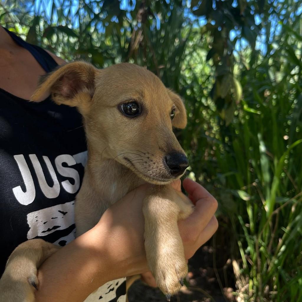 Channel, cachorro de porte pequeno para adoção em Rio Bonito - RJ