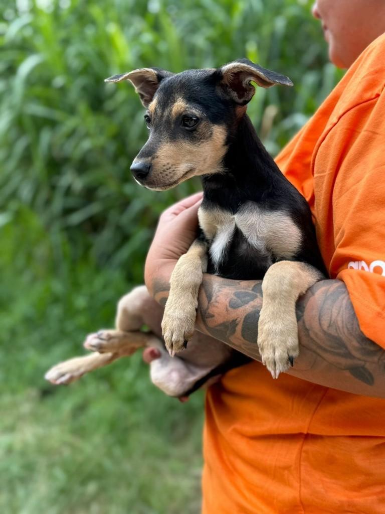 Victoria Secret, cadela de porte pequeno para adoção em Rio Bonito - RJ