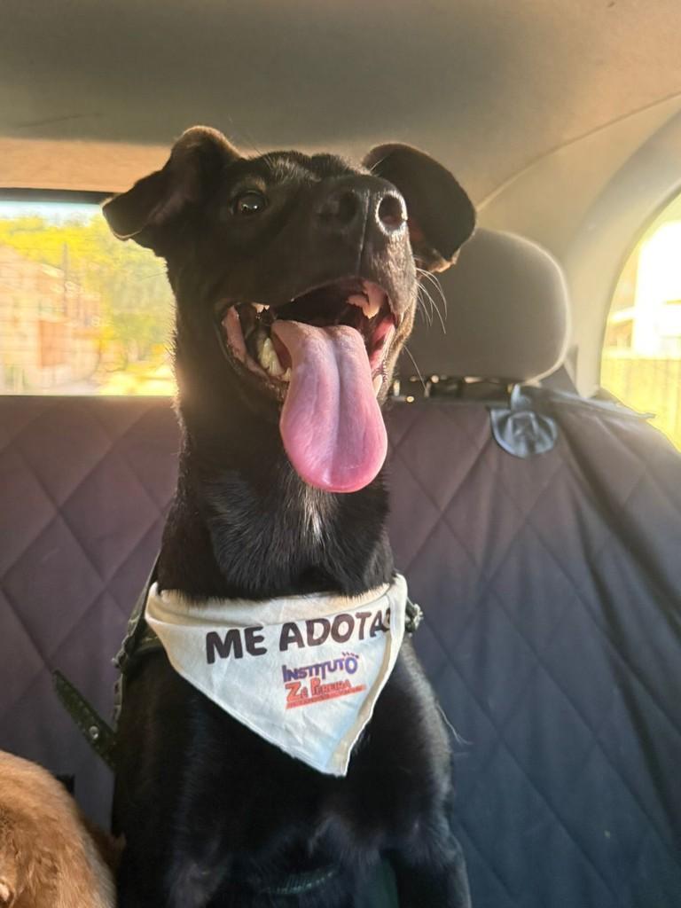 Raio, cachorro de porte médio para adoção em Rio Bonito - RJ