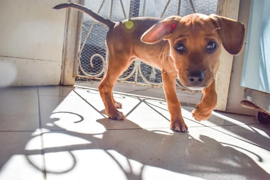 Manchas de Saray, cachorro de porte pequeno para adoção em Rio Bonito - RJ