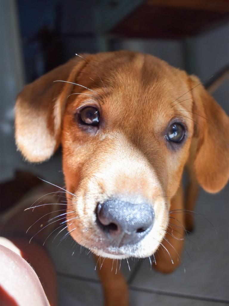 Capi, cachorro de porte pequeno para adoção em Rio Bonito - RJ