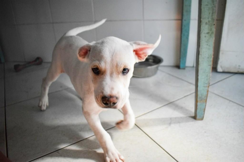 Sávio, cachorro de porte pequeno para adoção em Rio Bonito - RJ