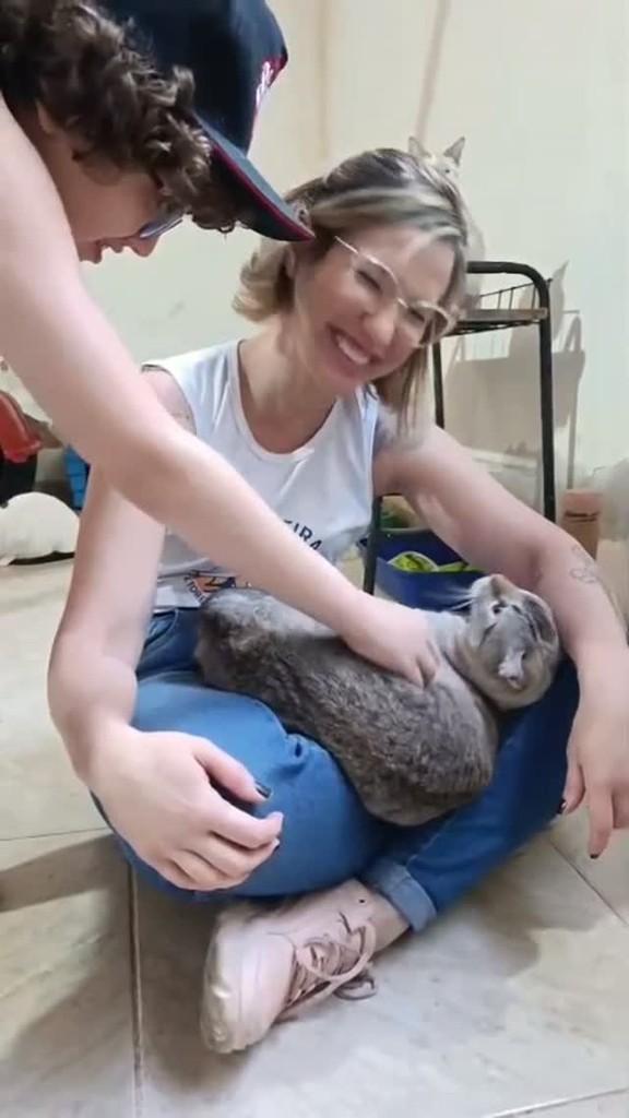 Cinzento, gato para adoção em Rio Bonito - RJ