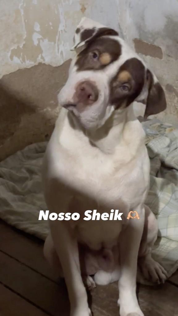 Sheik, cachorro de porte médio para adoção em Rio Bonito - RJ
