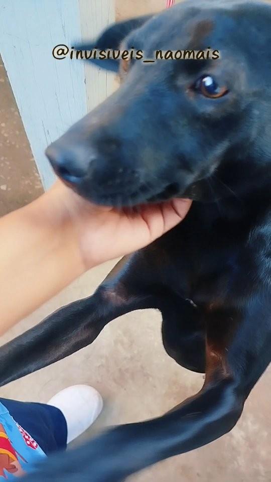 Zeira, cadela de porte médio para adoção em Betim - MG
