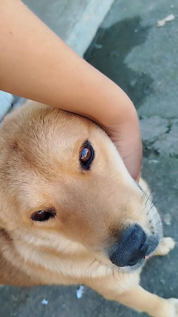 Leopardo, cachorro de porte médio para adoção em Betim - MG