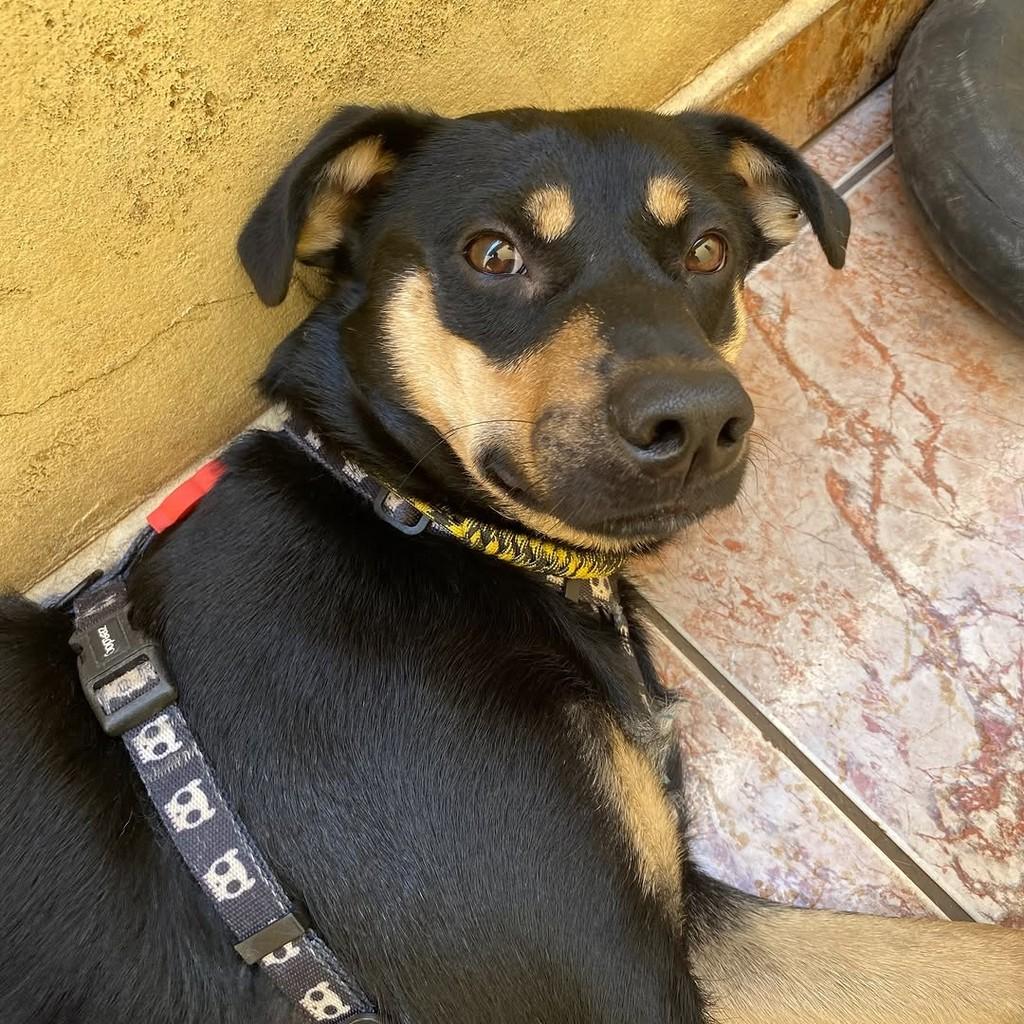 Tricolor Maravilhoso, cachorro de porte médio para adoção em Rio de Janeiro - RJ