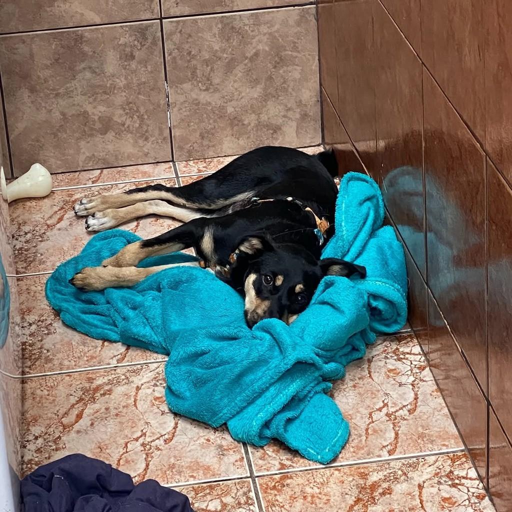 Tricolor Maravilhoso, cachorro de porte médio para adoção em Rio de Janeiro - RJ — foto 2 de 2