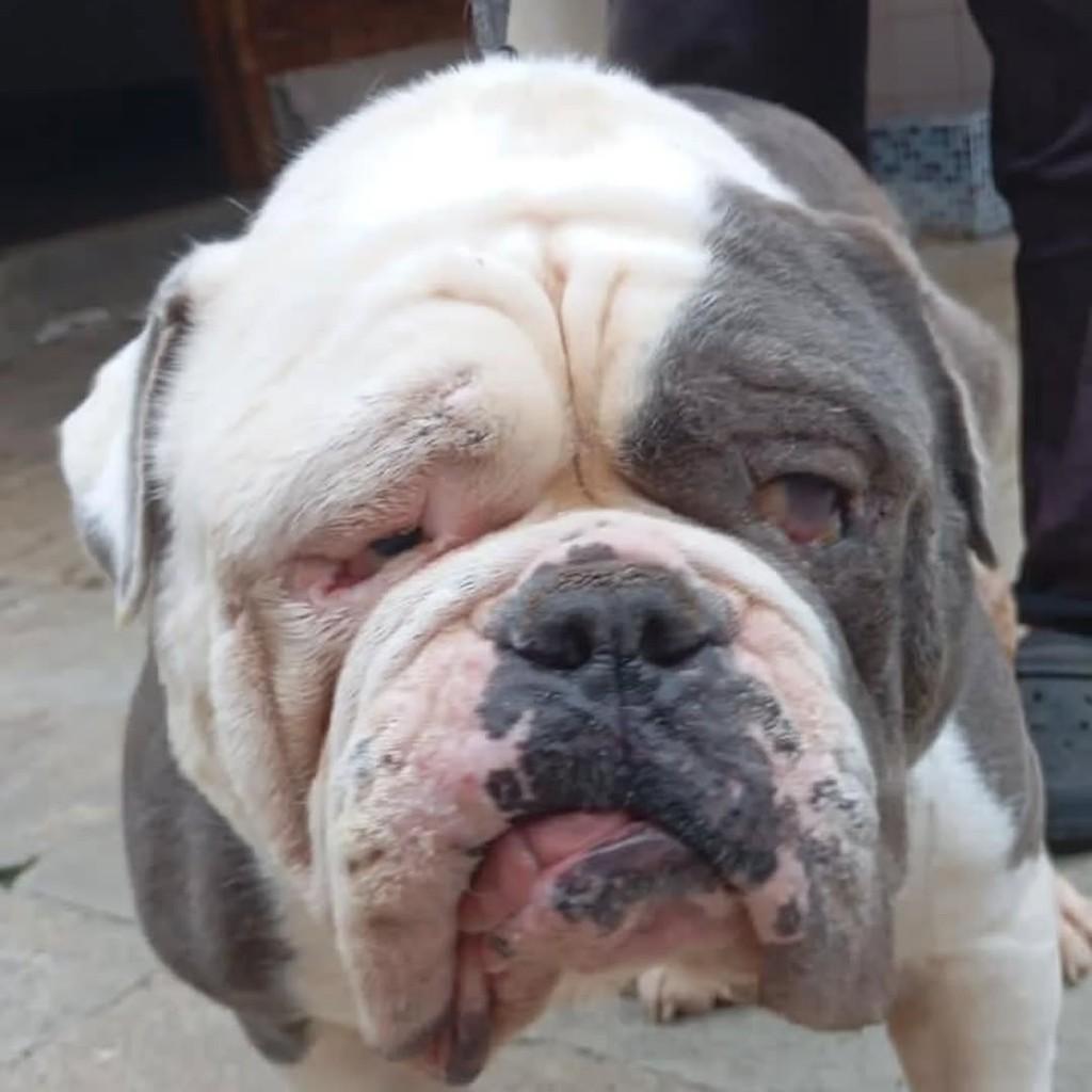 Tutubarão, cachorro de porte grande para adoção em Petrópolis - RJ