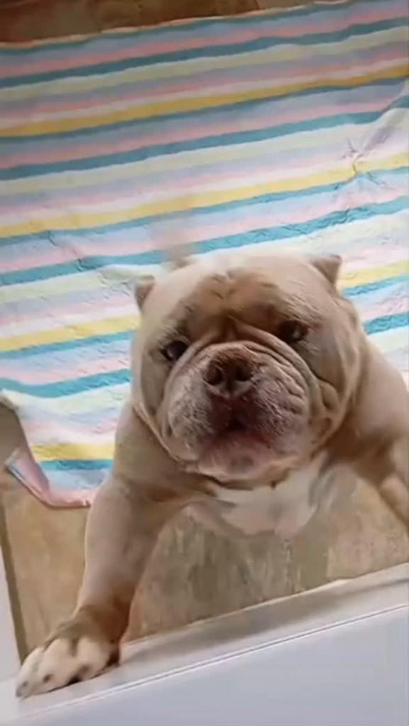 Mamute, cachorro de porte grande para adoção em Petrópolis - RJ