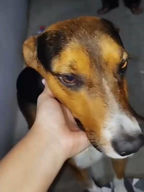 Totó, cachorro de porte médio para adoção em Barroso - MG