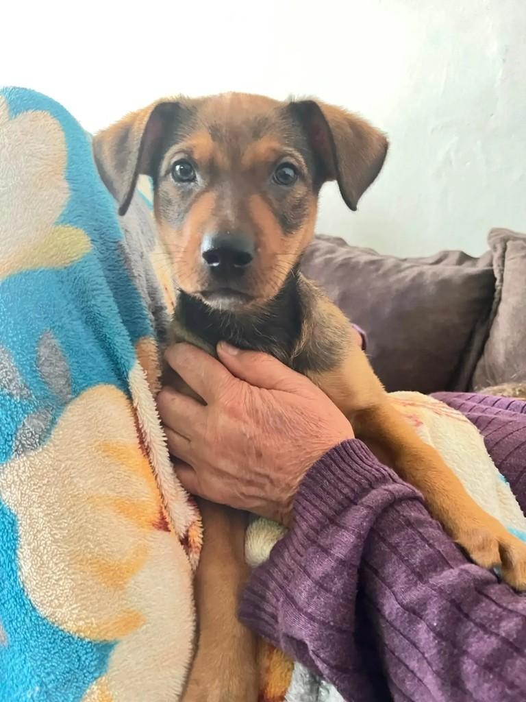 Linda Filhotinha, cachorro de porte pequeno para adoção em Barroso - MG