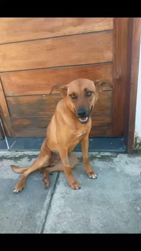 Caramela, cadela de porte pequeno para adoção em Barroso - MG