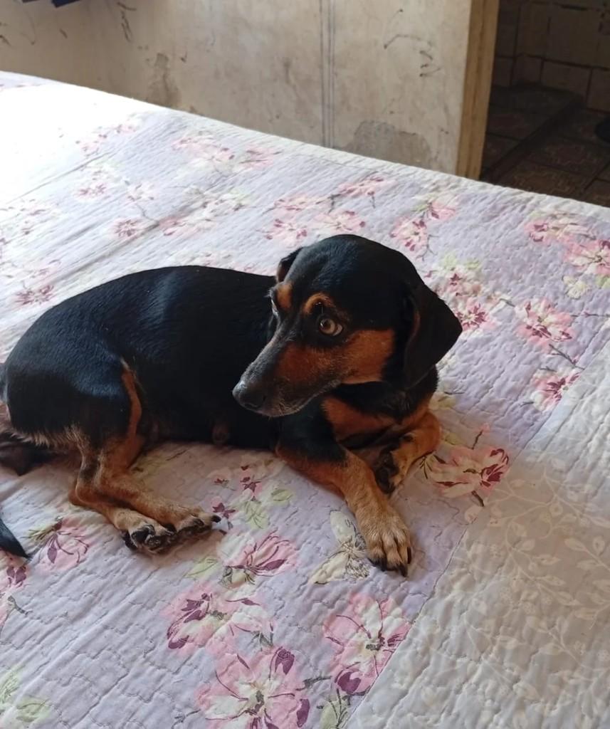 Belinha, cadela de porte pequeno para adoção em Manaus - AM