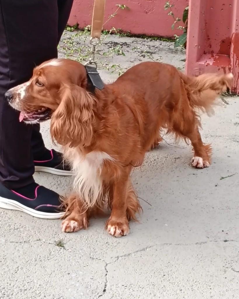Jacke, cachorro de porte médio para adoção em Manaus - AM