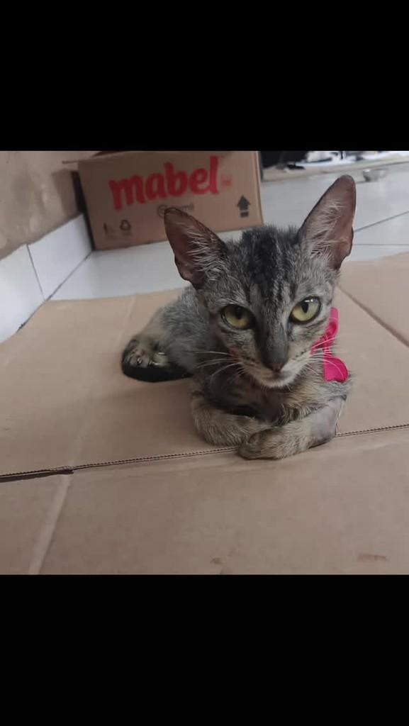 Belinha, gata de porte pequeno para adoção em Araguaína - TO