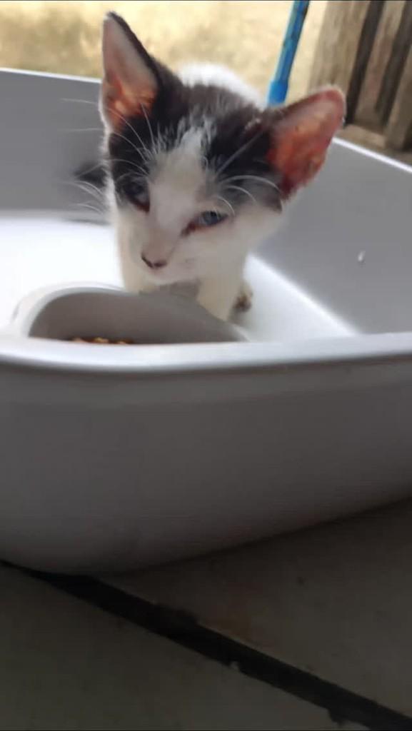Aninha, gato de porte pequeno para adoção em Araguaína - TO