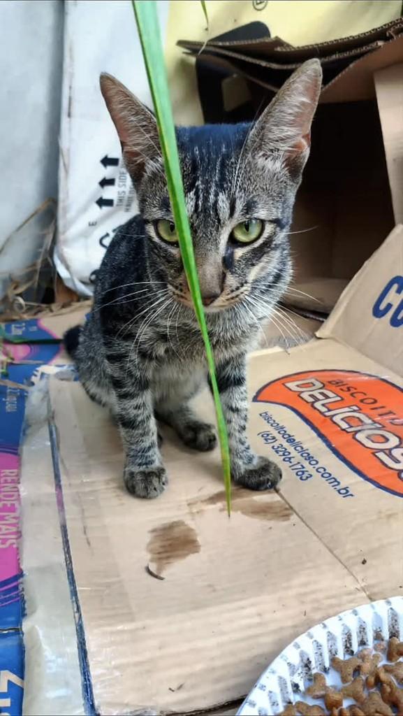 Chico, gato para adoção em Araguaína - TO