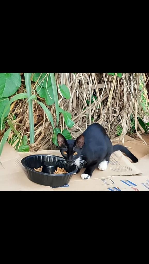 Nick, gato de porte médio para adoção em Araguaína - TO