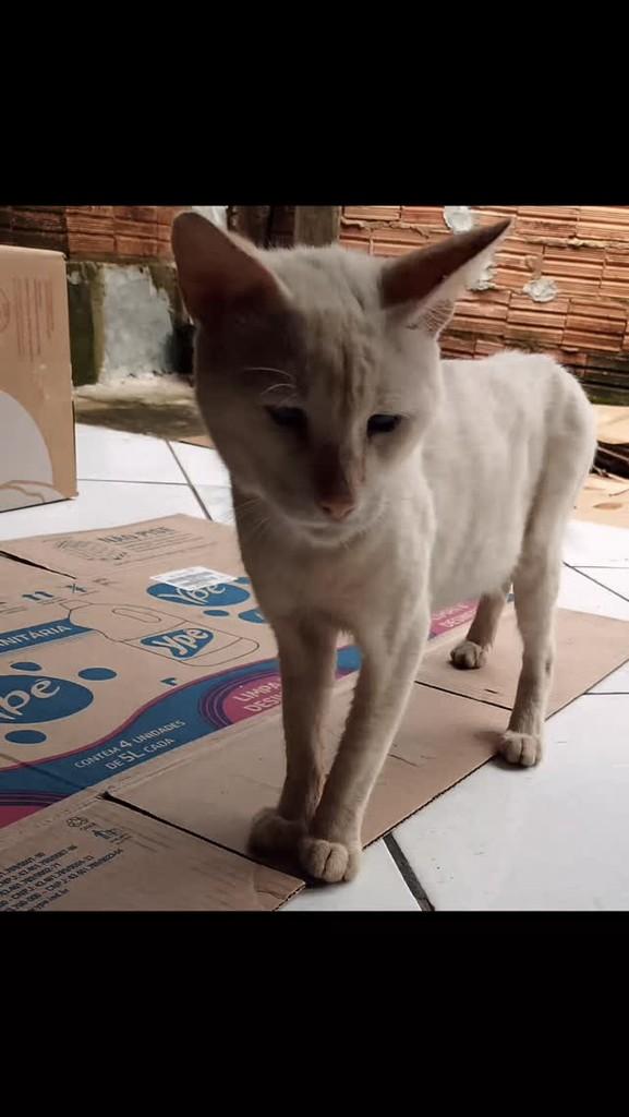 Noah, gato de porte pequeno para adoção em Araguaína - TO
