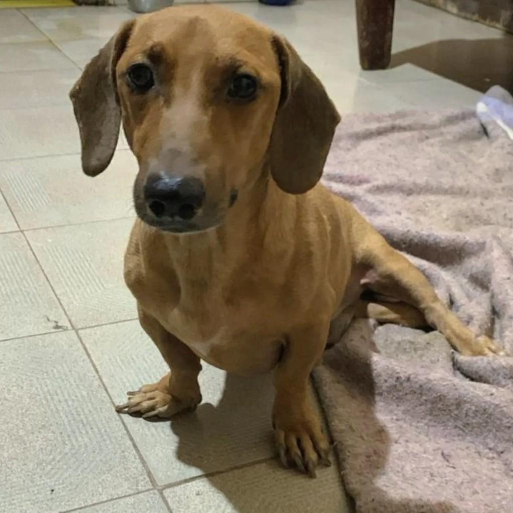 Basset, cachorro de porte médio para adoção em Rio de Janeiro - RJ