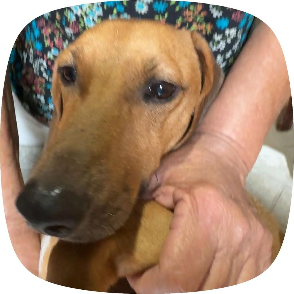 Scooby, cachorro de porte médio para adoção em Rio de Janeiro - RJ