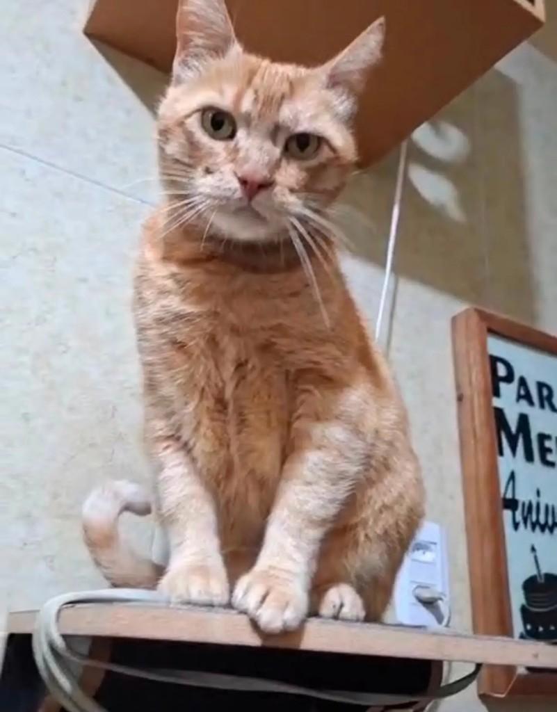 Fred, gato para adoção em Rio de Janeiro - RJ