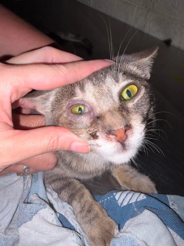 Horus, gato para adoção em Rio de Janeiro - RJ